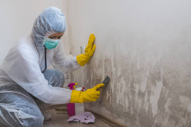 Reliable Inglenook, CT Mold Remediation Solutions